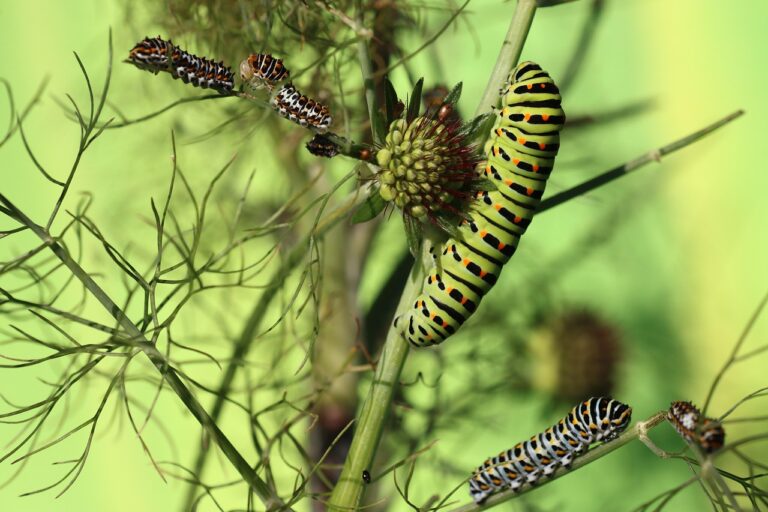 La promesse d'un apport en protéine sans précédent grâce aux insectes ? EatEct nous explique tout.